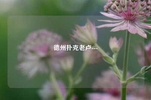 德州扑克老卢---